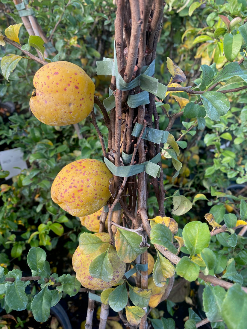 Chaenomeles superba 'Salmon Horizon' in oktober