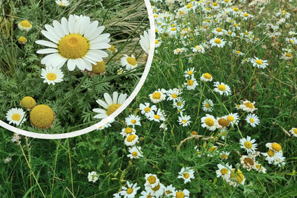 Roomse Kamille - Chamaemelum Nobile een wintergroene tuinplant