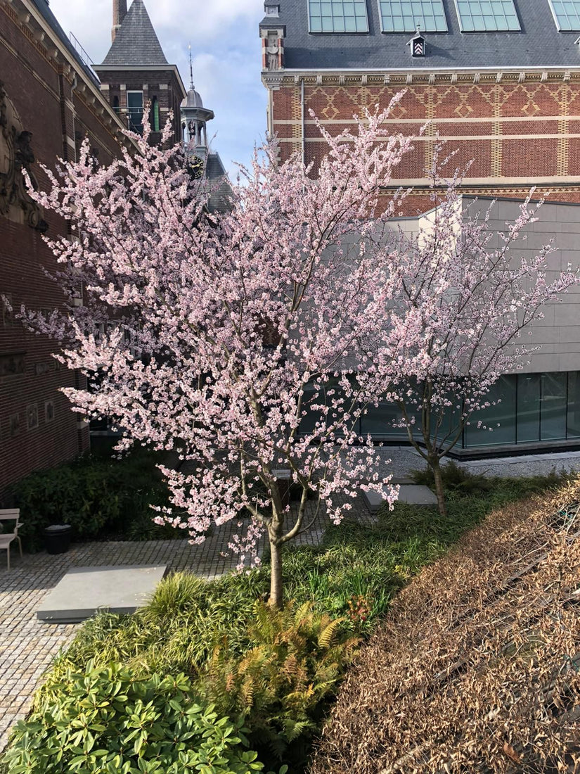 Cheal's treurkers - Prunus serrulata 'Kiku-shidare-zakura'