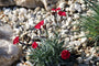 Rotsanjer variant met rode bloeikleur - Dianthus gratianopolitanus 'Badenia'