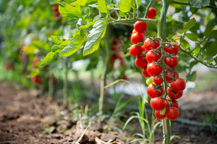 Cherrytomaat - Solanum lycopersicum