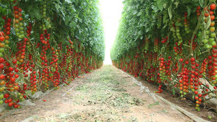 Cherrytomaat - Solanum lycopersicum