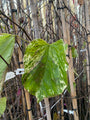 Chinese Judasboom - Cercis Chinensis 'Alley Cat' (November)