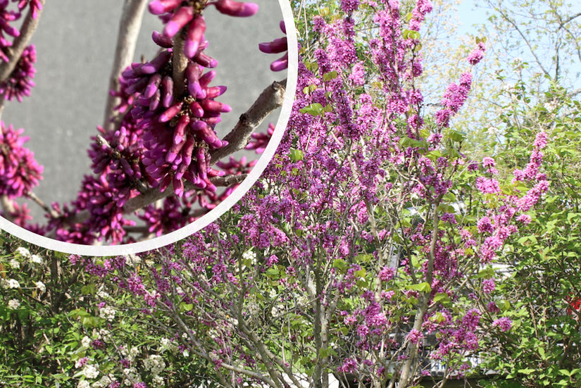 Chinese Judasboom - Cercis Chinensis 'Avondale'