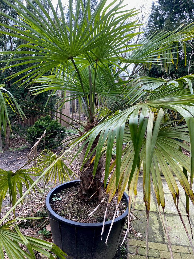 Chinese Palmboom - Trachycarpus fortunei