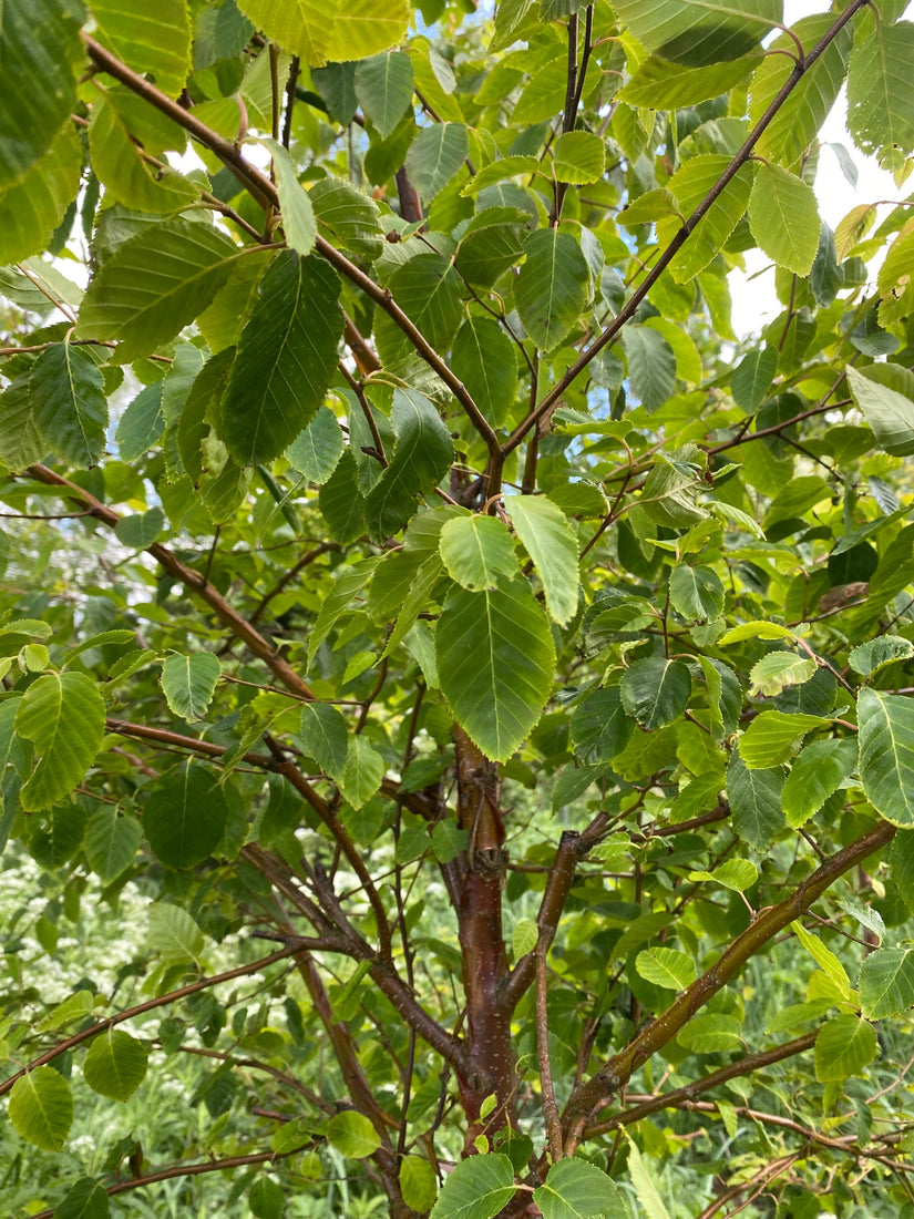 Blad Chinese berk - Betula costata 