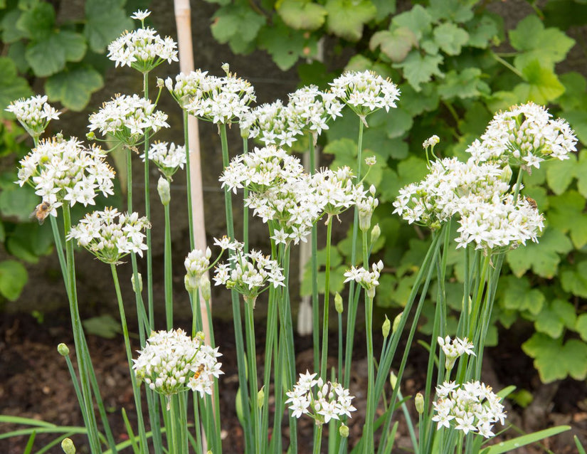 Chinese bieslook - Allium tuberosum