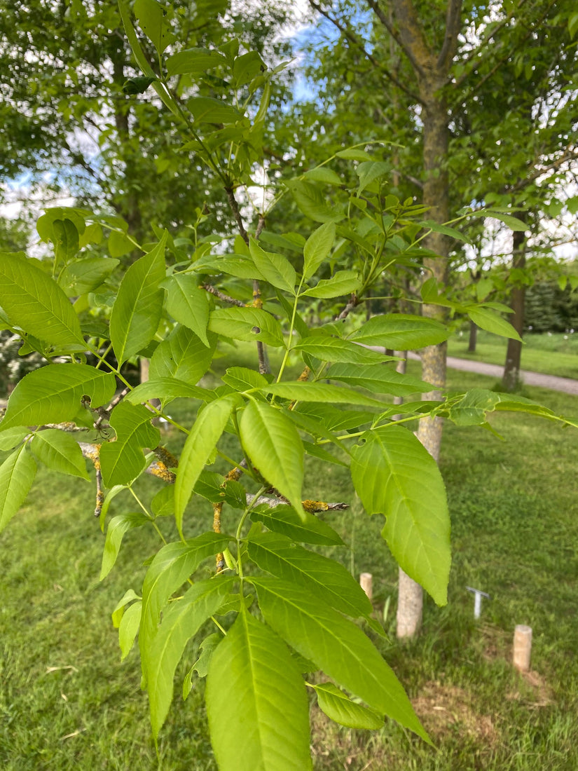 Chinese es - Fraxinus chinensis