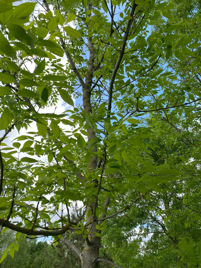 Chinese es - Fraxinus chinensis