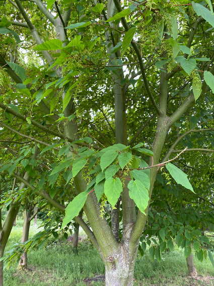 Chinese esdoorn - Acer davidii