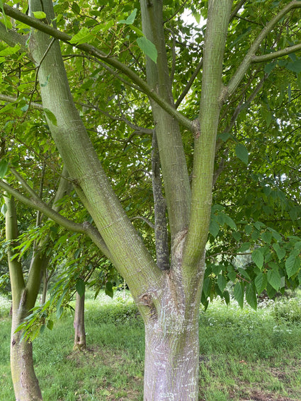 Chinese esdoorn - Acer davidii / Slangenschorsesdoorn