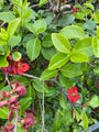 Chinese sierkwee - Chaenomeles speciosa