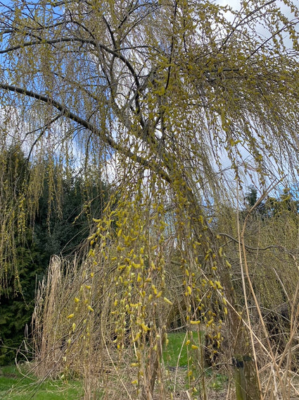 Chinese treurwilg - Salix babylonica