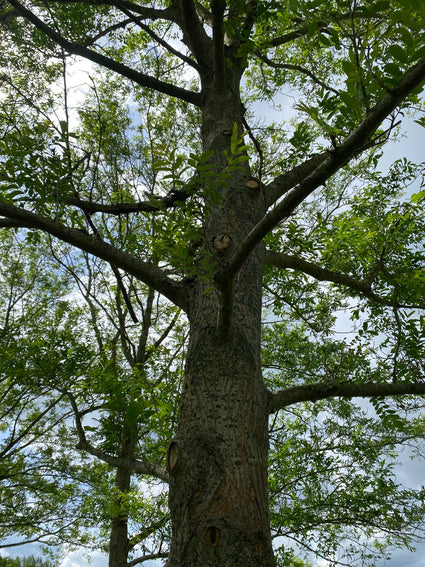 Stam Chinese vleugelnoot - Pterocarya stenoptera