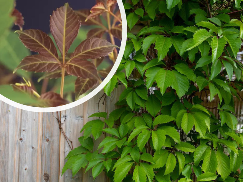 Chinese wilde wingerd - Parthenocissus 'Henryana'