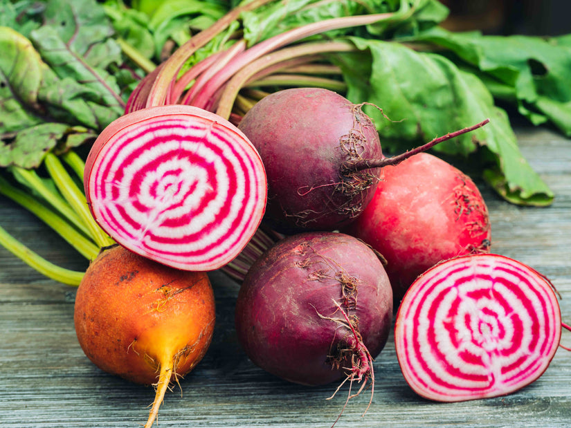 Chioggia biet - Beta vulgaris rubra