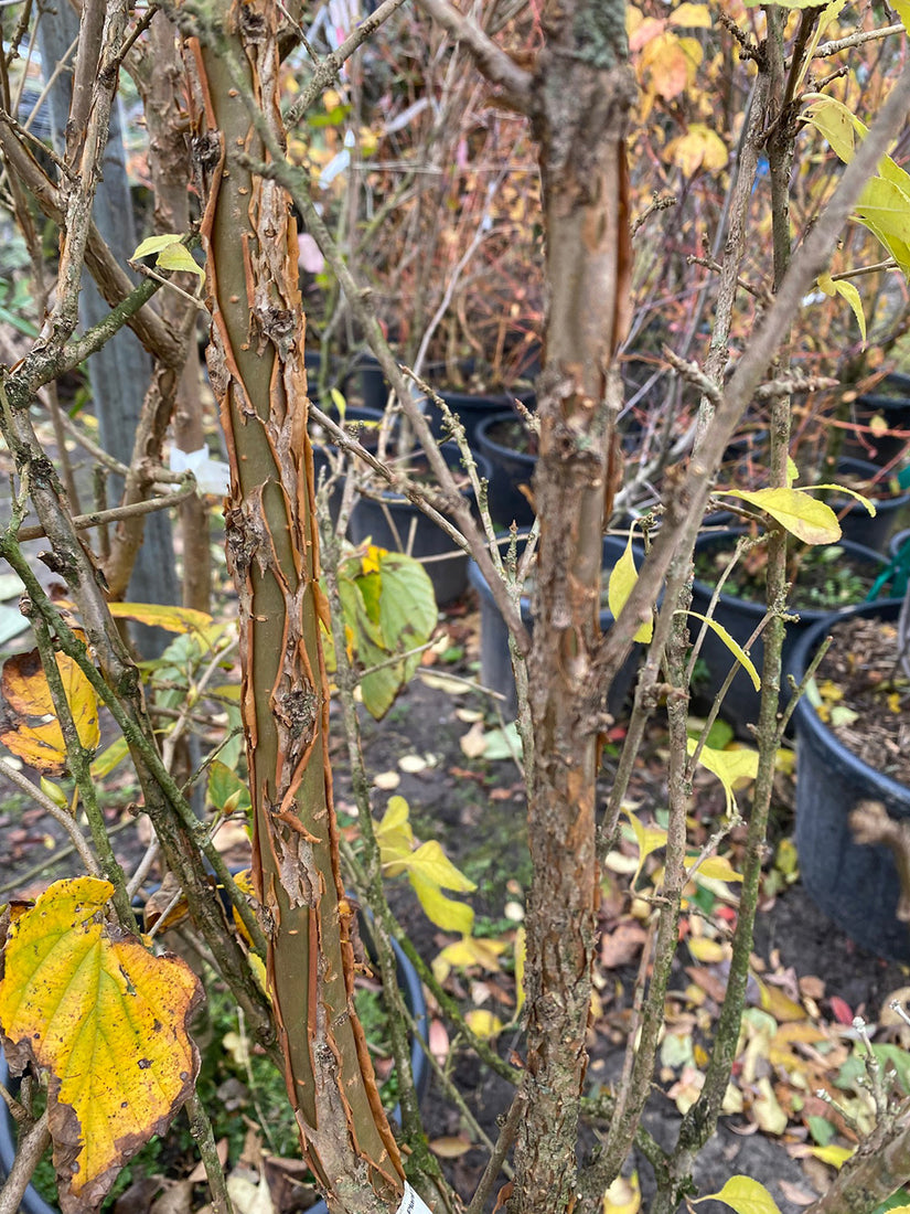 Chinese sneeuwvlokkenboom - Chionanthus retusus (November)