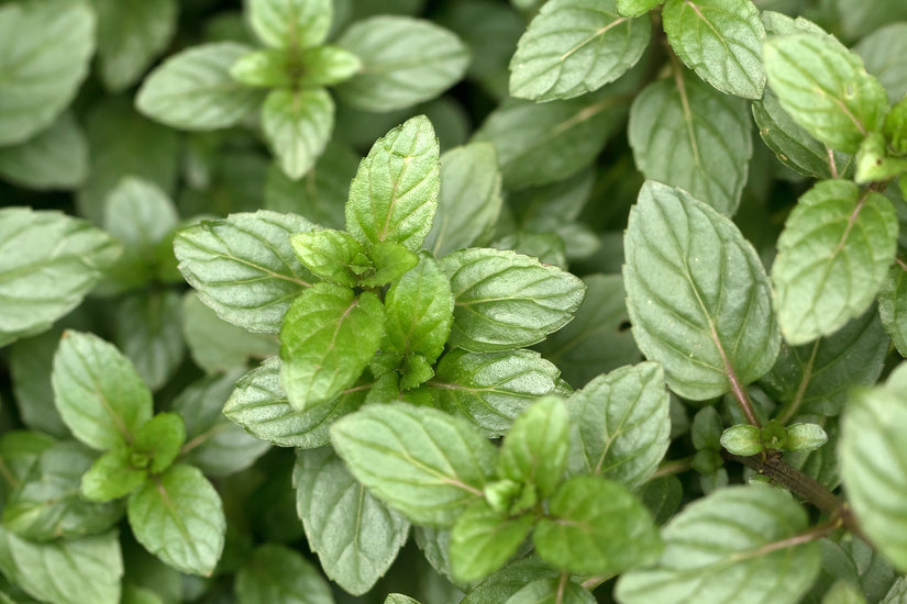 Chocolademunt - Mentha piperita 'Citrata chocolate'