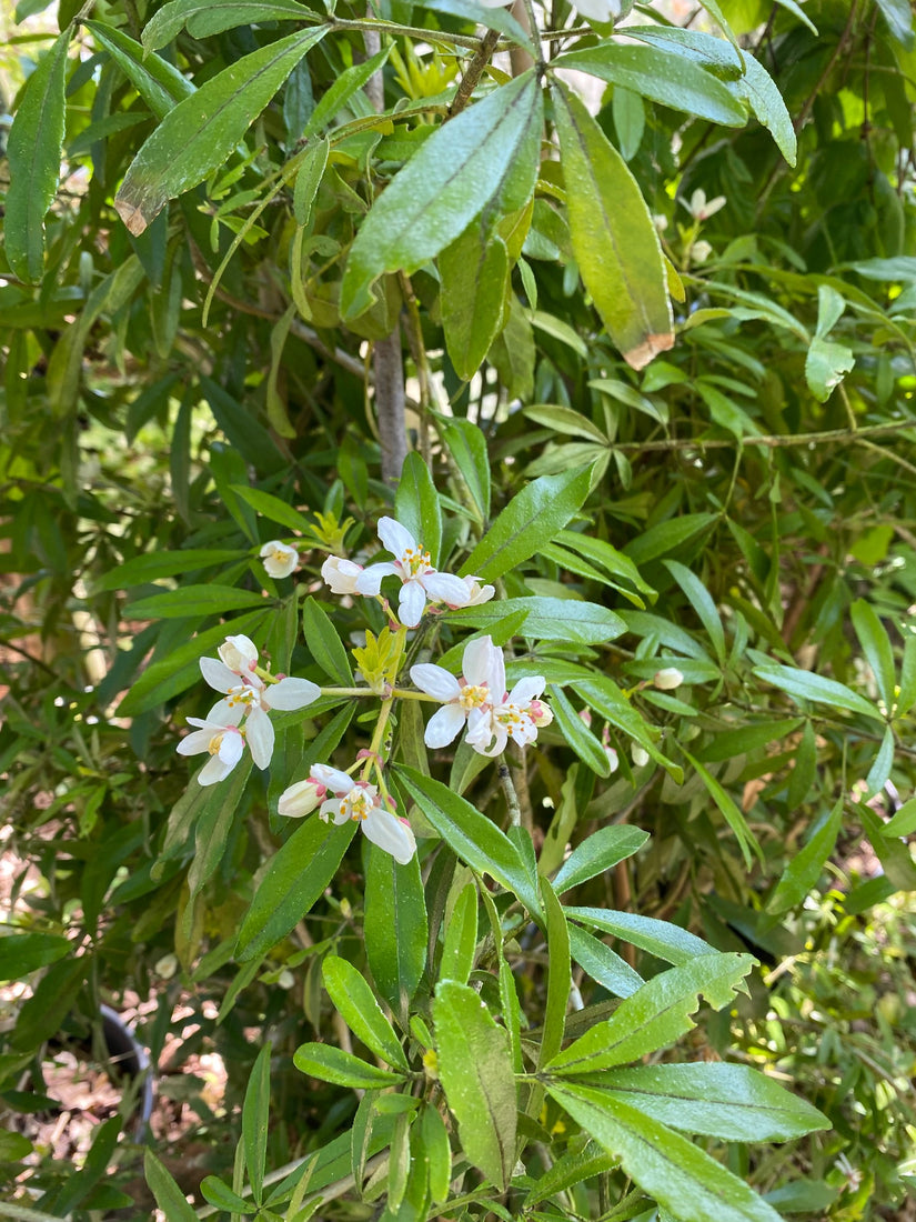 Choisya tuinplanten heesterborder 