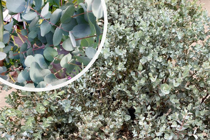 Cidereucalyptus-Eucalyptus-gunnii_1.jpg