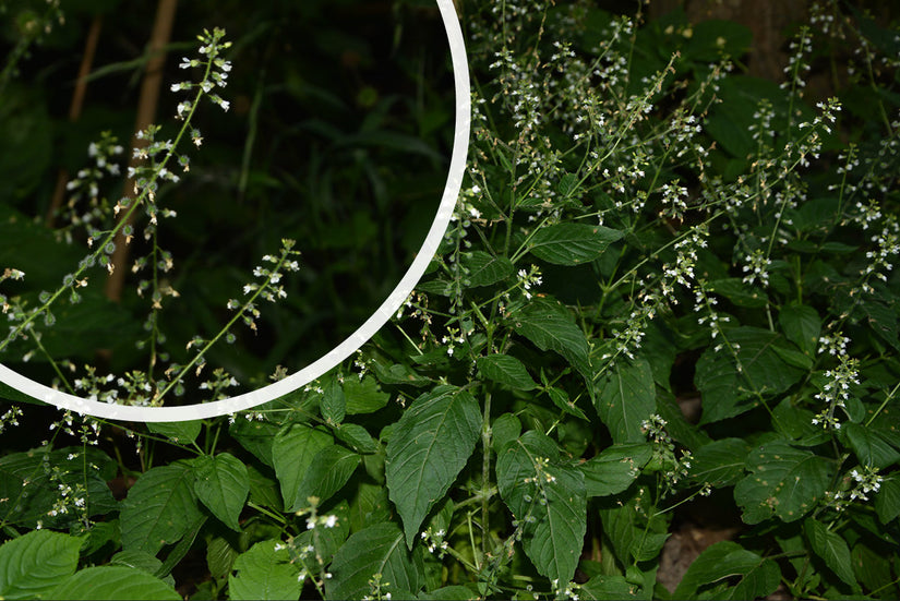 Groot Heksenkruid - Circaea lutetiana