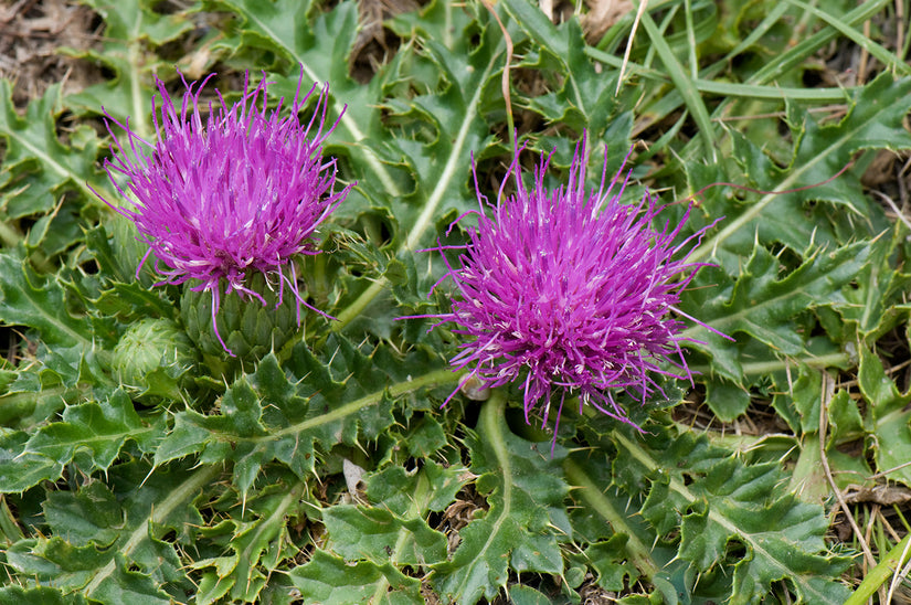 Aarddistel - Cirsium acaule