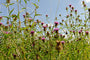 Spaanse ruiter - Cirsium dissectum