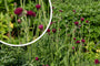 Cirsium rivulare 'Atropurpureum'