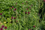 Vederdistel / Beekdistel - Cirsium rivulare 'Atropurpureum'