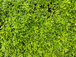 Zitronenthymian - Thymus citriodorus 'Aureus'