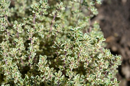 Citroentijm - Thymus x citriodorus 'Silver Queen' keukenkruid