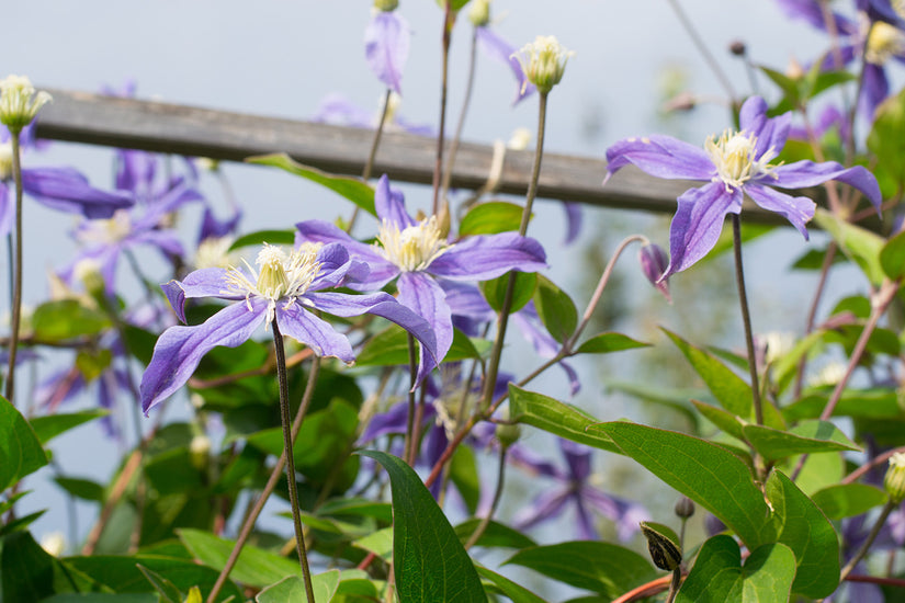 Clematis 'Arabella'