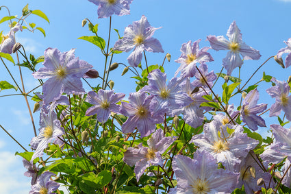 Clematis 'Blue Angel' Lichte paars/blauwe bloemen