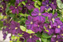 Clematis 'Etoile Violette'