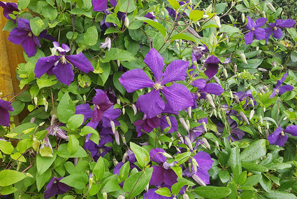 Klimplant Clematis 'Jackmanii'