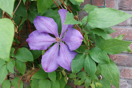 Bosrank - Clematis 'Mrs. Cholmondeley'