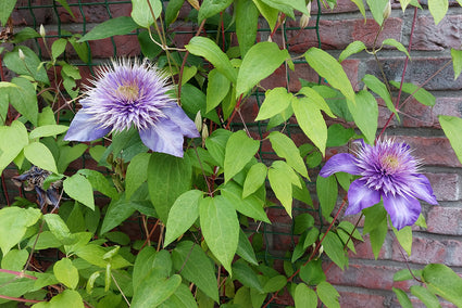 Bosrank - Clematis 'Multi Blue'