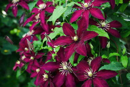 Bosrank - Clematis 'Niobe'