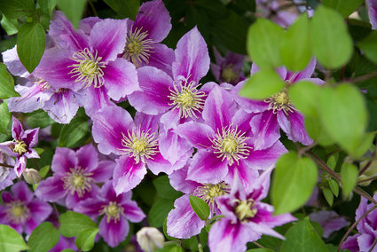 Grootbloemige Bosrank Clematis 'Piilu'