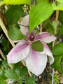 Bosrank - Clematis 'Pink Fantasy' in bloei