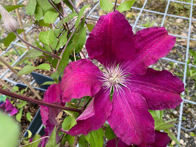 Bloei Bosrank - Clematis 'Rouge Cardinal'