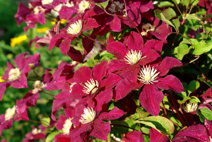 Clematis 'Rouge Cardinal'