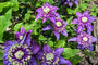 Grootbloemige Bosrank Clematis 'Taiga'