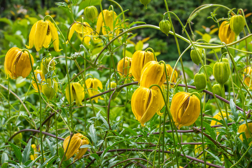 Clematis tangutica