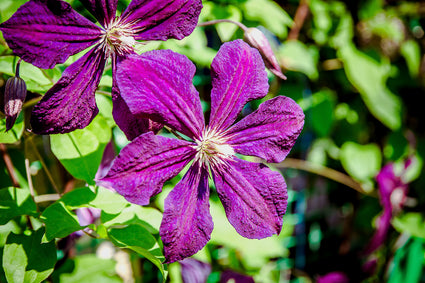 Bosrank - Clematis 'The President' bloem