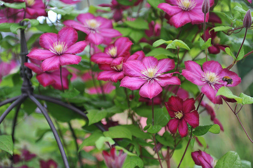 Clematis 'Ville de Lyon'