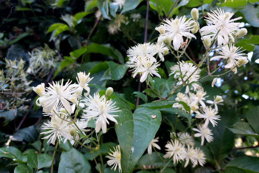 Klimplant Bosrank - Clematis Vitalba in bloei