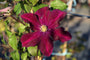 Clematis 'Warszawska Nike'