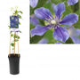 Clematis 'Arabella' Bosrank