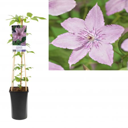 Clematis 'Hagley Hybrid' Bosrank